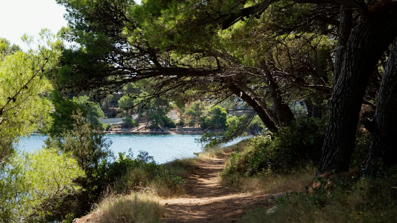 Sunlit dirt path winding through trees beside calm water