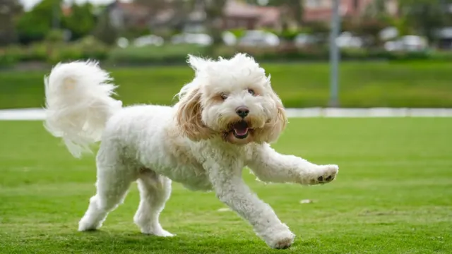 Fluffy dog running happily across a grassy field