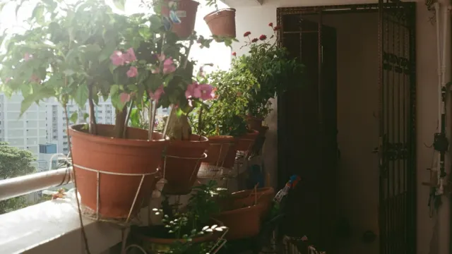 Apartment balcony lined with potted flowering plants on a sunny day, with residential blocks behind