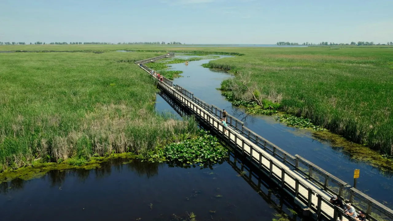 Wooden boardwalk crossing still water through marsh grasses