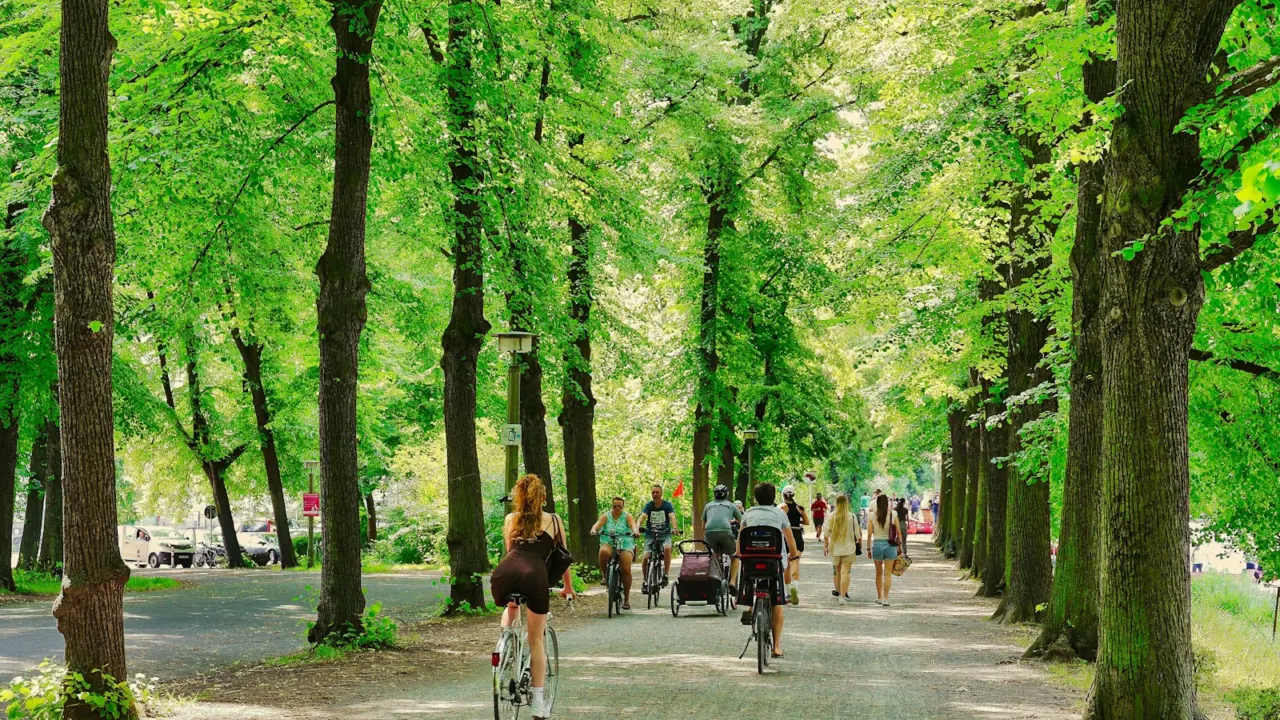 People cycling and walking along a tree-lined park path on a sunny day